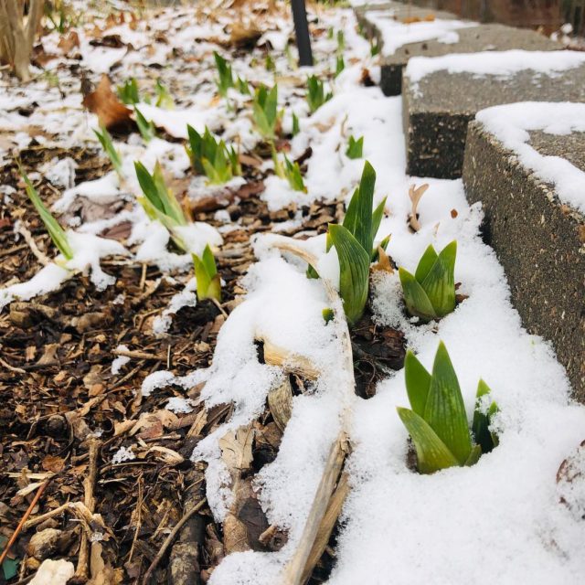 Isn’t it amazing how the ground knows it’s time to usher in spring + green + new life even when it seems to be playing tug of war with the sky?  These bright green tips shooting up through the snow brought me so much hope and delight when I ventured out into the neighborhood on Sunday. (@emilypfreeman we’ve been thinking along the same wavelength!)
•
Also, let’s talk about why I was out in SINGLE DIGIT temperatures. There is a certain dog that I helplessly adore and whose big, brown eyes I am incapable of refusing. When those eyes pouted, “You mean, you’re not going to take me on a walk - my favorite activity in the whole wide world - because of some tiny specks of frozen water?”, I had no choice. You guys, this is not even my dog. He belongs to my roommate who is a wonderful and loving dog-mom, but still I insist on spoiling him rotten. I digress.
•
When said 85-lb dog didn’t notice me slowing down to examine the tapered tips of life pushing up through the earth, it was bad-news-bears for my left ankle, which twisted painfully in my boot as I stumbled on the uneven pavement. He believes that my boots were made for walking and not gawking at the edge of someone else’s front yard. So I shifted my body weight to my right leg, snapped a few pictures, then carefully tested out my left foot with the lightest possible pressure as I walked. And you know what? Less than 5 minutes later, the pain was completely gone! Isn’t it amazing that God has made our bodies to be so resilient? I have a lot of friends and family members who have undergone significant trauma to their bodies lately - surgeries and cancer and infections and heart attacks - but mercifully they are all recovering.
•
You see, we are a resilient race, humans. And I think it’s because we’re made in the image of a God who cannot be defeated - He literally cannot fail. So there is something inside us whispering, “Keep going, Beloved One. You are created in the image of a victorious God. He has made you an overcomer. Death and decay and pain are not the end of the story.”
•
So if you needed some encouragement to persevere today, I hope you’ve found it here. Be resilient. This is not the end of the story. ♥️
