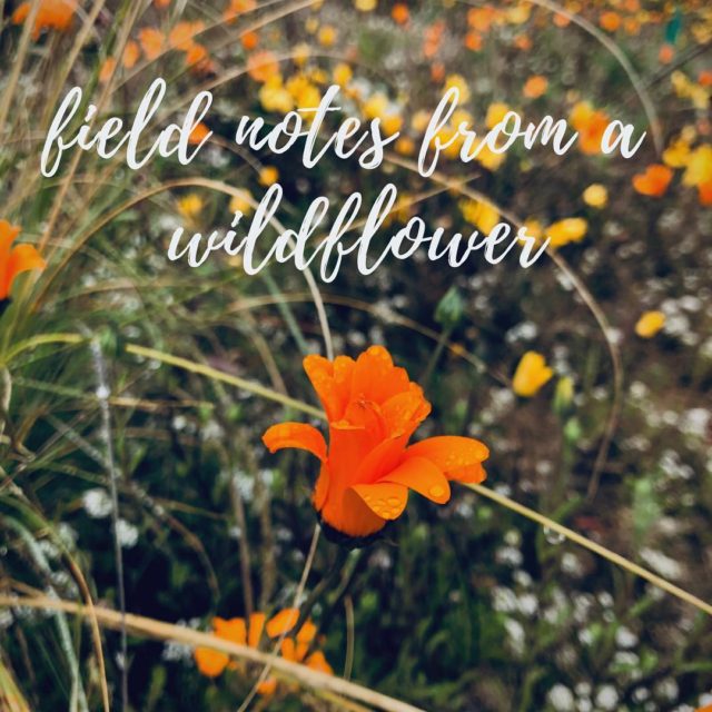 🌷Happy First Day of Spring!! 🌷
I’ve been working on something special for the blog lately, and I can’t wait to share it with you all tomorrow! Here’s a little sneak peak! #fieldnotesfromawildflower