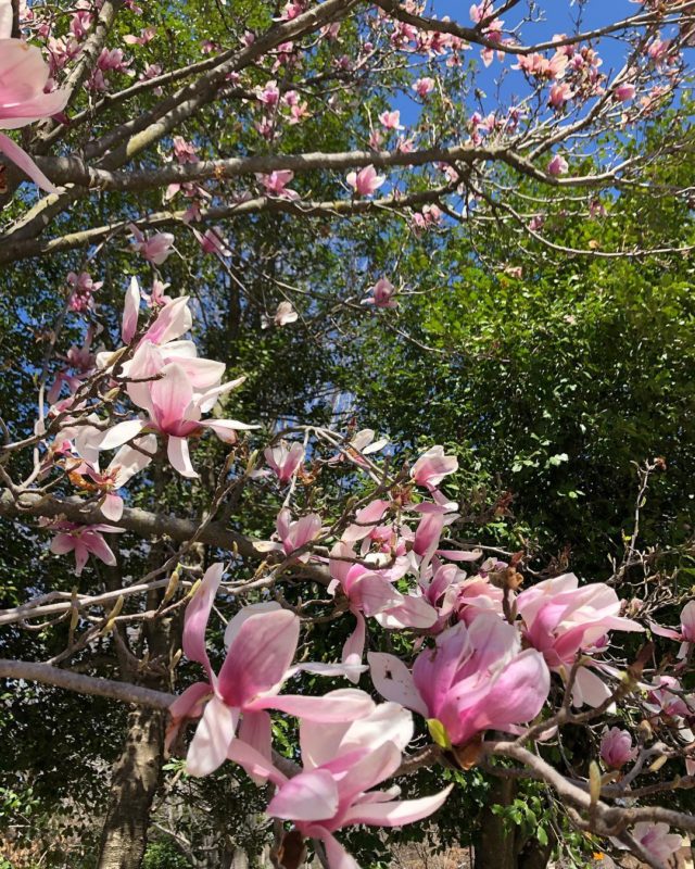 It’s really here! 🌸🌺 #spring #nofilter #fieldnotesfromawildflower