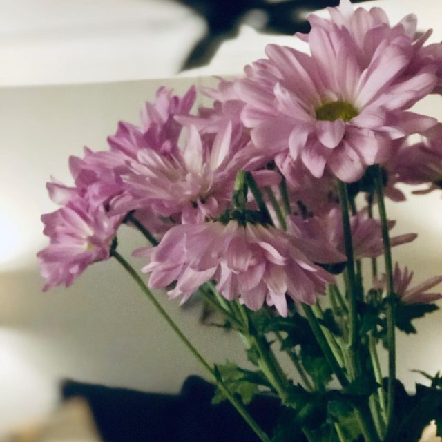 My roommate surprised with me these lovely flowers last week just to say, “hey, thanks for being a sweet friend!”💕 Surprise flowers (and also coffee) are my love language, so I was absolutely delighted! As I admired the beautiful bouquet, I noticed this one little droopy bloom, and these words slipped out of my mouth:
“oh, little one, God loves you too.”
•
And I got a little teary, because how often have I felt like that droopy little flower? While others seem to be blooming tall and strong, it sometimes feels like I’m barely hanging on, battered and bruised by a life that doesn’t seem like it should be this hard. Maybe you’ve felt this way too?
•
There is Good News for us, friends. Our God sent His Son for the weak and needy ones, the poor in spirit who are bent over by the weight of our sin and shame.
•
We read in Matthew that Jesus Himself fulfills the words of the prophet Isaiah - “a bruised reed He will not break,” and all the weary ones breathe a sigh of relief.  He came - not to break us with the crushing weight of the Law’s demands, but to fulfill those demands and “faithfully bring forth justice” by sacrificing His own perfect, righteous life on the Cross.  And because of that sacrifice, God looks at us - the bruised reeds and droopy flowers in His garden - and gently whispers:
“oh, Little Ones, I love you too.”💐
•
•
P.s.- the second installment of my devotional series, Field Notes from a Wildflower, will hit your inboxes this Friday! If you haven’t signed up yet, you can go to cassadyleeanne.com and drop your email address in the sign-up form. I’d love for you to join us as we connect with God through the beauty of nature this spring!🌷
#fieldnotesfromawildflower #withloveandwanderlust