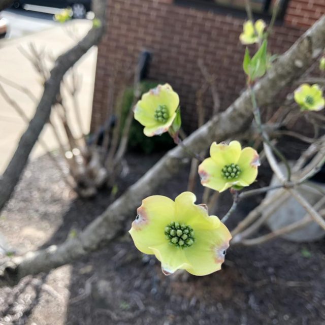 Inspiration for this week’s #fieldnotesfromawildflower came from these lovely little green dogwood blooms.  I was returning to work after a lunch break where I spent the entire hour making a to-do list of ALL THE THINGS. I was starting feel a little overwhelmed, wondering how I’d ever get it all done. And as I walked up to the building, brain still swirling with a dozen to-dos and insecurities and questions and responsibilities and worries...I saw them.
🌸
They’re just starting to flower, some branches just barely dotted with little pale green blooms. I exhaled a sigh of relief as the Holy Spirit whispered to my heart this reminder from 1 Corinthians 3: God gives the growth.
🌸
We don’t have to work so hard. We don’t have to worry. It’s all His work, His growth, His Kingdom. Our job is to be willing witnesses and active participants in the work He has already determined to accomplish. He’s got it under control.
🌸
Perhaps this is what we learn from the non-wildflowers, the artfully landscaped and careful tended plants that we tend to fuss over and pride ourselves in - God still gives the growth. It’s not up to us.
🌸
If you haven’t yet signed up to get my weekly devotional called Field Notes from a Wildflower delivered to your inbox, there’s still time before week 4 goes out later this afternoon! Link’s in my profile. 💕