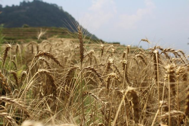 “Truly, truly, I say to you, unless a grain of wheat falls into the earth and dies, it remains alone; but if it dies, it bears much fruit.” (John 20:24)
•
“And so from that one kernel of wheat - Christ Himself - an entire harvest is sown to the glory of God.  Perhaps this is why wheat has always been to me a symbol of grace. If grace is the gift of reaping what you didn’t sow, then this is the gospel of the kernel of wheat - that Jesus has sown righteousness for us through His perfect life, endured a dark and painful death on our behalf, and now we reap the harvest of peace with God.  And not only us, but “all people” (John 20:32), because the Seed that dies bears much fruit.
•
On this Good Friday, let's remember Christ's sacrificial death and give Him the glory that is due to Him for His unfathomable love, mercy, and sacrifice.”
•
(little excerpt from today’s #fieldnotesfromawildflower for this Good Friday.)
•
But truly? The best words I have for today are: “Thanks be to God for His inexpressible gift!” (2 Corinthians 9:15) #GoodFriday
