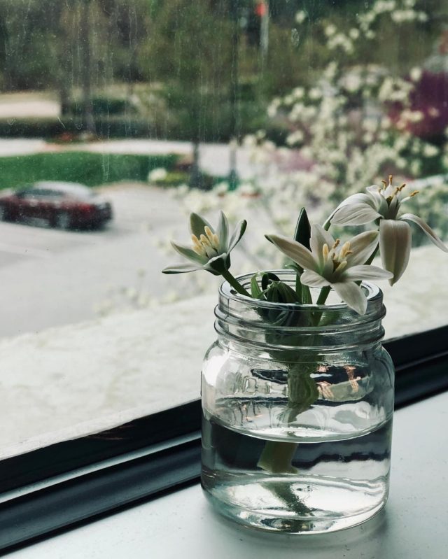 Last week, I shared the reminder from 1 Corinthians 3 that growth is never up to us - God is the One who gives growth to the children we raise, the flowers we plant, and the dreams we hold in our hearts. This week, I accidentally plucked this entire stem full of buds right out of the ground (I was hoping to just grab the one bloom that was already open).
•
Devastated by the thought that I’d just robbed the rest of the buds of any hope for growth, I half-heartedly tucked the stem into this tiny little Mason jar and stuck it on my windowsill at work. And I completely forgot about it.
•
Until yesterday evening, after a long and busy day, when I glanced over at my little jar of buds and noticed two new blooms had opened up! And God whispered to my heart again, “I give the growth.”
•
Sometimes I need help remembering that He gives growth even in places that I’ve completely forgotten about, right in the tightly closed parts of my soul that I’m sure have been ruined by my own carelessness. I hope this little reminder encourages your heart today too. 💕 #fieldnotesfromawildflower •
•
(Update: three more blooms had opened up by the time I left my office this evening! When God gives growth, He doesn’t do it half-heartedly. The growth He provides is always abundant, more than we could ever ask or imagine. 🌸🌸🌸🌸)