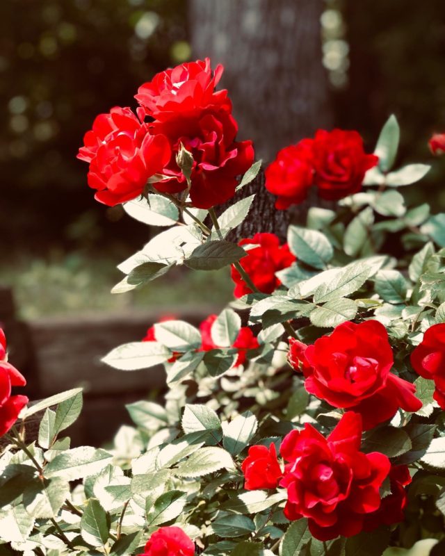 So I haven’t been writing much lately, and it boils down to two main reasons:
The first is grief. I tried to think of a prettier, gentler way of saying that, but there it is.
•
In a span of two weeks, there was a tragic, deadly shooting at my alma mater, my church family here in Arkansas received heartbreaking news about one of our littlest members, and two of my closest friends went through unexpected breakups. And although none of these events affected me “personally,” they each weighed heavily on my heart for reasons that I don’t fully understand yet.
•
But this I know: grief is grief. There is no such thing as having or not having a “right” to grieve. I’ve found that we often don’t have a whole lot of control over the things that break our hearts, no rhyme or reason to the situations or words or experiences that cause our eyes to sting with tears. And here’s the thing - all grief grieves God. His own heart aches when any of His image-bearers staggers under the burden of pain that haunts this whole sin-stained world. Even those that we would be apt to accuse of bringing pain upon themselves or somehow deserving grief that comes down like a gavel heavy with “justice.” Or the ones who seem to escape unscathed on the fringes of “real” tragedy. He grieves with all of them. All of us.
All grief grieves God.
•
•
As for the second reason for my prolonged silence? Well, in a classic case of coexistent contradictions, the second reason is a source of great joy - I recently announced that I’ll be moving to Southern California in a few short weeks to begin seminary studies! I am excited beyond words for this new adventure, but as I told a friend earlier today - I am ready to go, but not ready to leave. The past three and a half years of #adventuresinArkansas have changed me in wonderful ways, and I’m sure I’ll have lots to say about that as all the “lasts” start to sneak up on me.
•
That’s the main reason why I wrote this...to break the silence. To give myself permission to share my voice again, but not without acknowledging the grief that kept me quiet for a season. And so, with that - I’m back, friends. 🙂 I’m really looking forward to sharing in this space again!