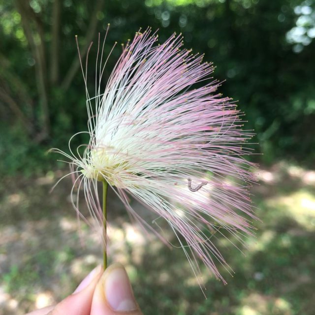 Summertime wild things. #lunchbreaknaturewalks #fieldnotesfromawildflower #adventuresinArkansas #naturetherapy